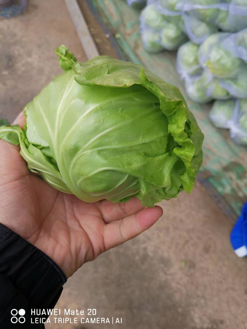 江苏软甘蓝圆包菜保证质量欢迎新老客户咨询有惊喜