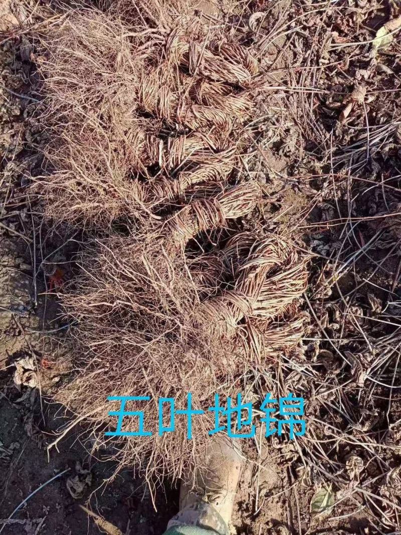 五叶地锦攀缘植物爬山虎小苗产地直销一手货源