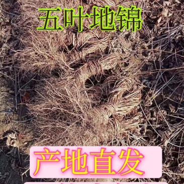 五叶地锦攀缘植物爬山虎小苗产地直销一手货源