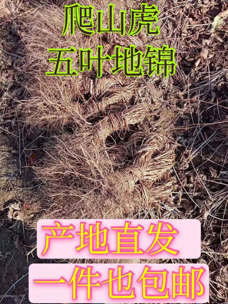 五叶地锦攀缘植物爬山虎小苗产地直销一手货源