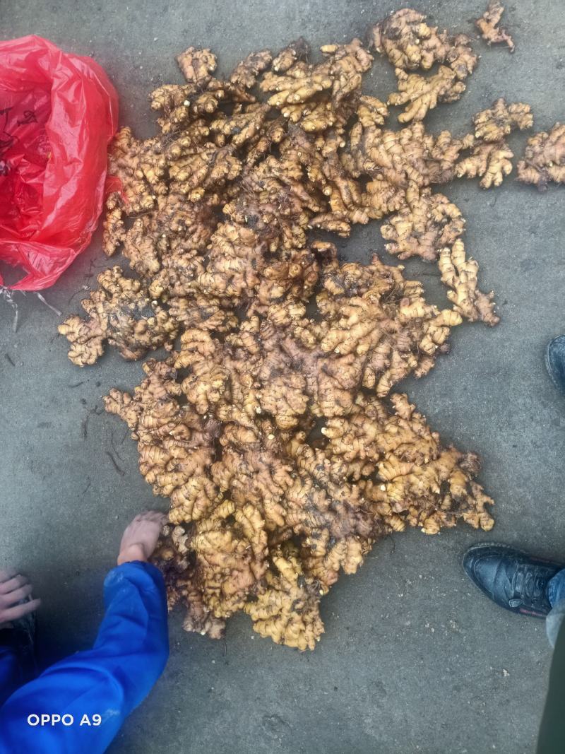 【广东卖的好】湖南汝城小黄姜产地供应高海拔种植