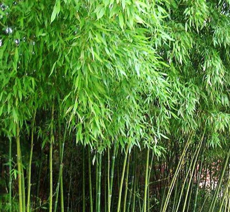 竹子，小青竹，钢竹，以及其他的小毛竹，可做湿地公园绿化以
