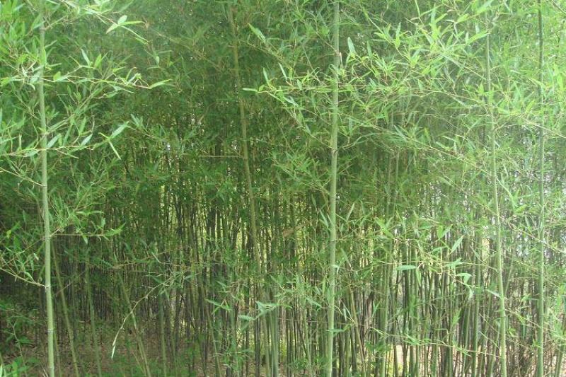 竹子，小青竹，钢竹，以及其他的小毛竹，可做湿地公园绿化以