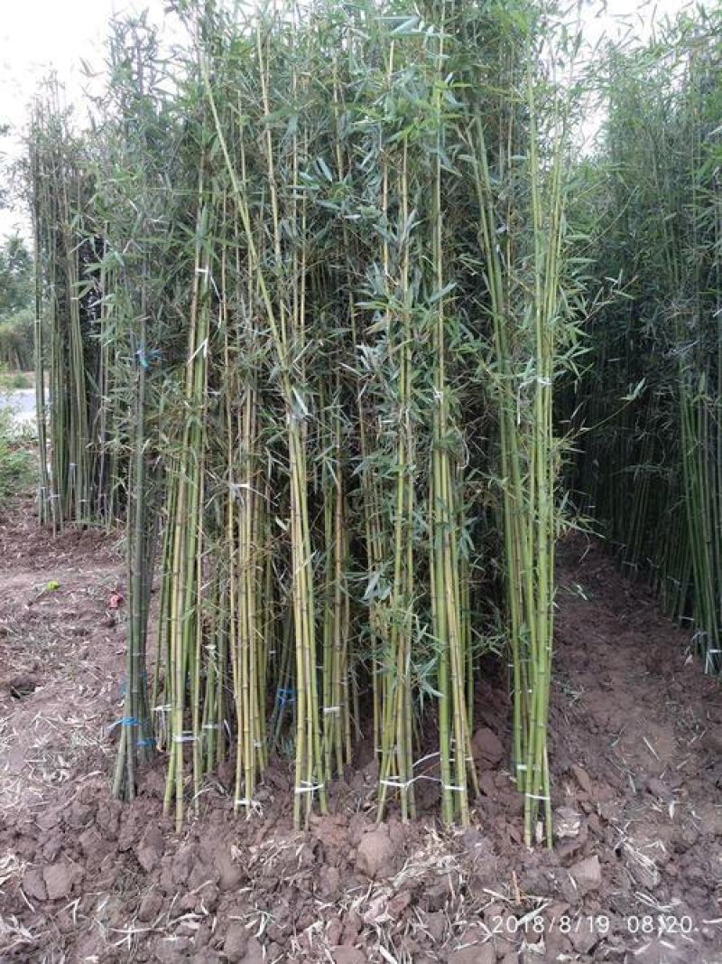 竹子，小青竹，钢竹，以及其他的小毛竹，可做湿地公园绿化以