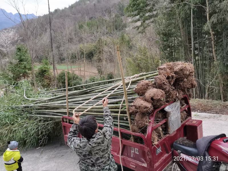 竹子，小青竹，钢竹，以及其他的小毛竹，可做湿地公园绿化以