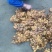 【广东卖的好】湖南汝城小黄姜产地供应高海拔种植
