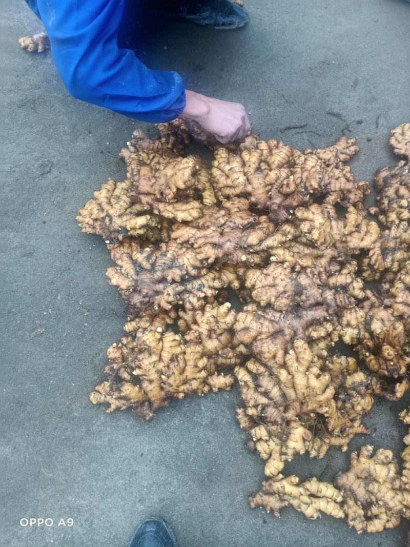 【广东卖的好】湖南汝城小黄姜产地供应高海拔种植