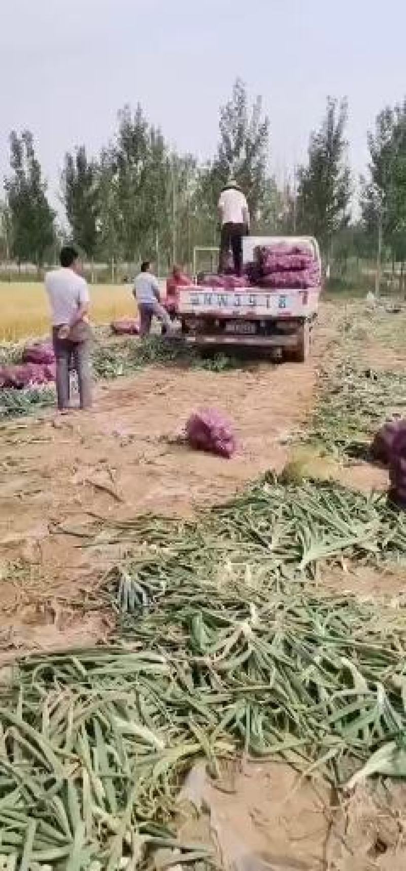 滨州惠民吴涛果蔬代购代销团队主营红皮洋葱和二红洋葱
