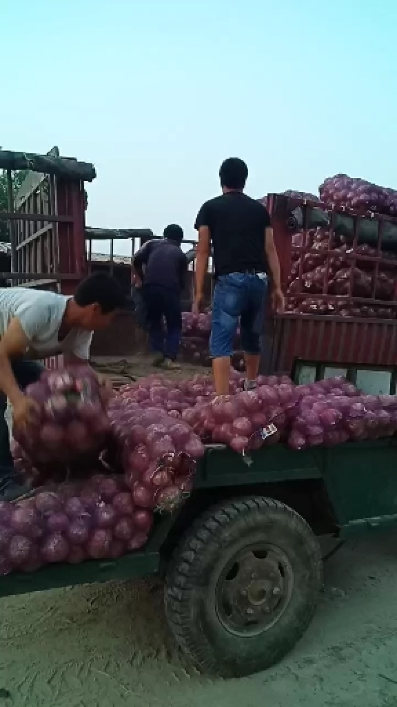 滨州惠民吴涛果蔬代购代销团队主营红皮洋葱和二红洋葱