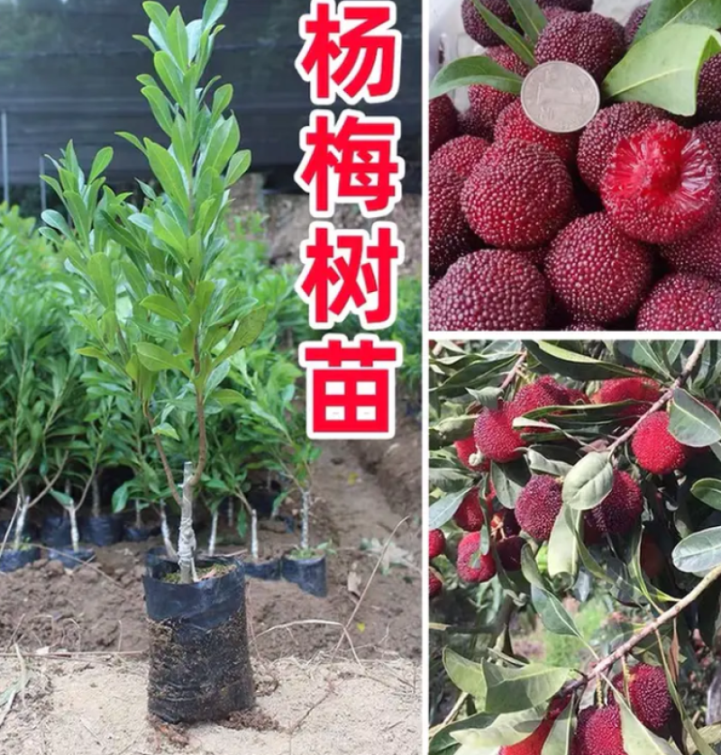 [热销]杨梅苗东魁杨梅苗正品嫁接苗包邮