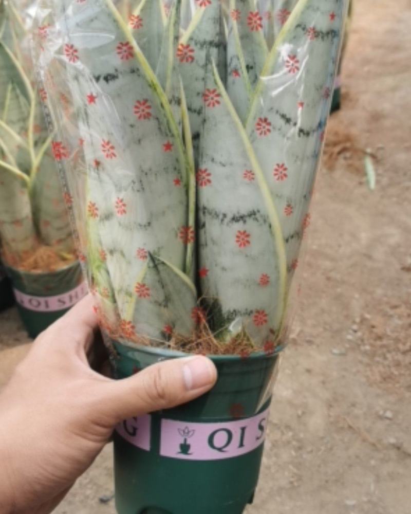 虎皮兰批发白雪白玉稀有品种办公室盆栽室内防辐射绿植