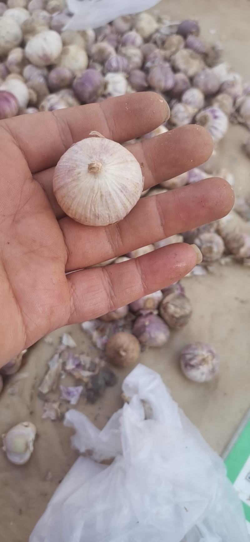 大理新蒜大独头蒜上市