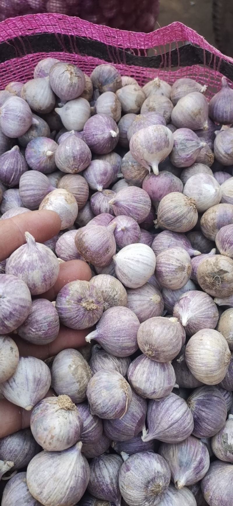 大理新蒜大独头蒜上市
