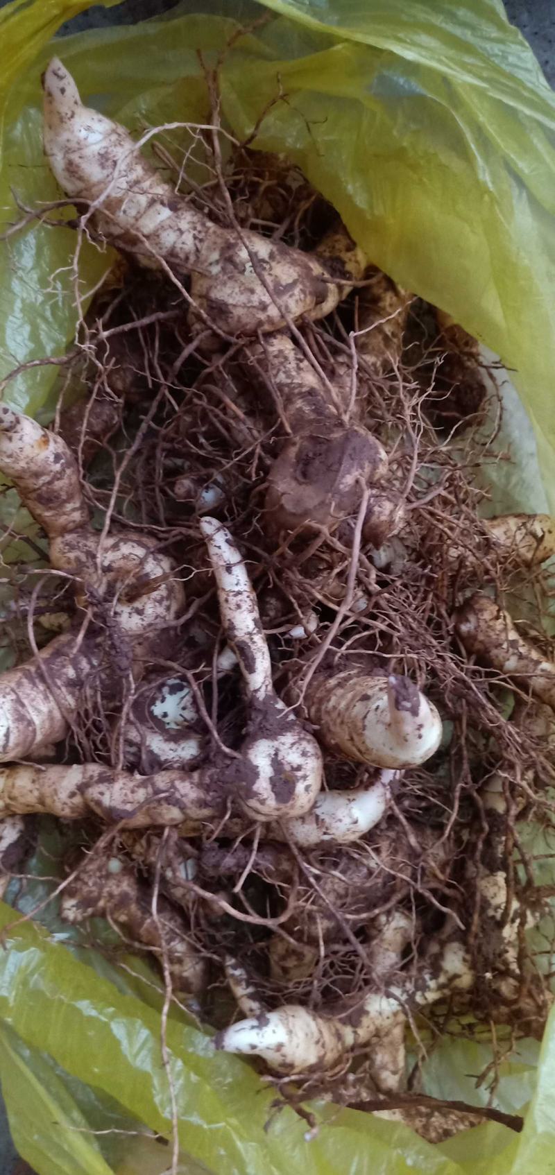 鸡头黄精专业种植合作社
