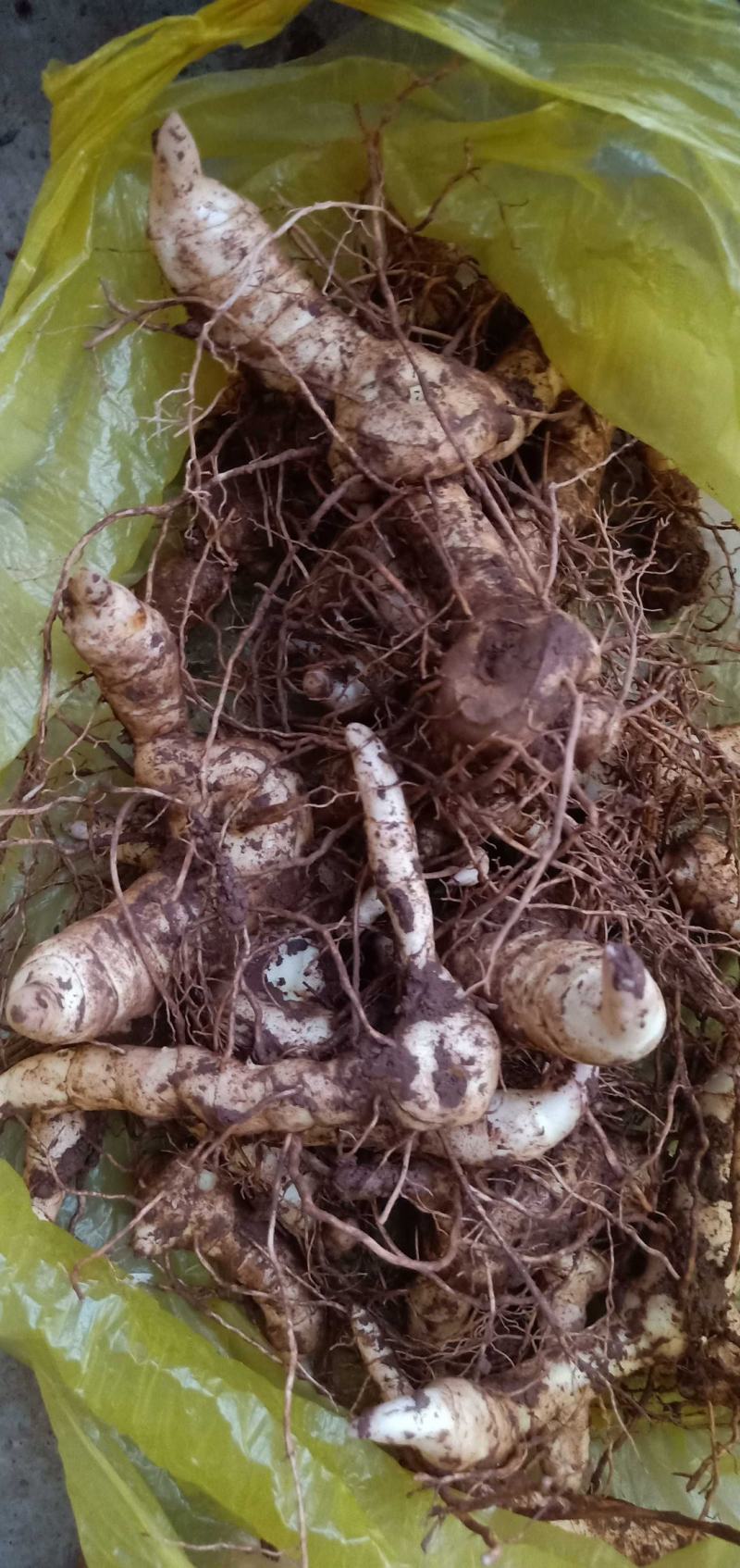鸡头黄精专业种植合作社