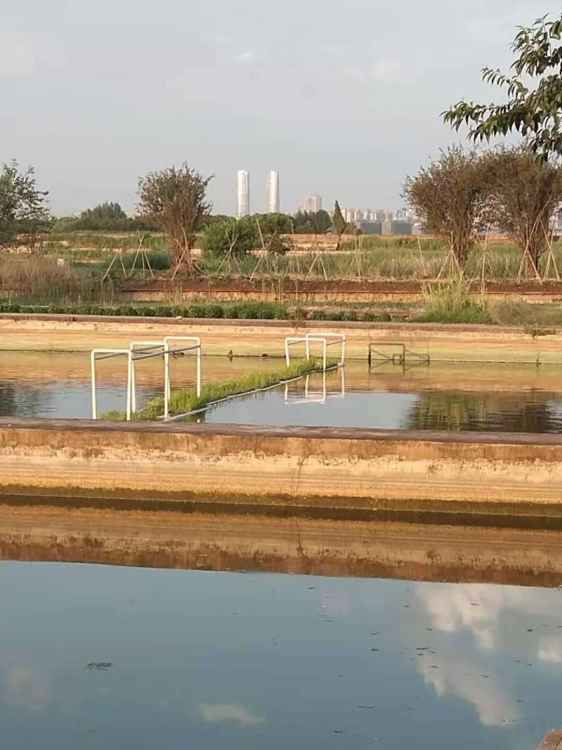 抗病毒草鱼苗，成品草鱼，各种鱼苗成品鱼淡水养殖