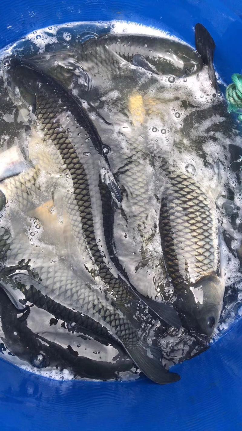 抗病毒草鱼苗，成品草鱼，各种鱼苗成品鱼淡水养殖