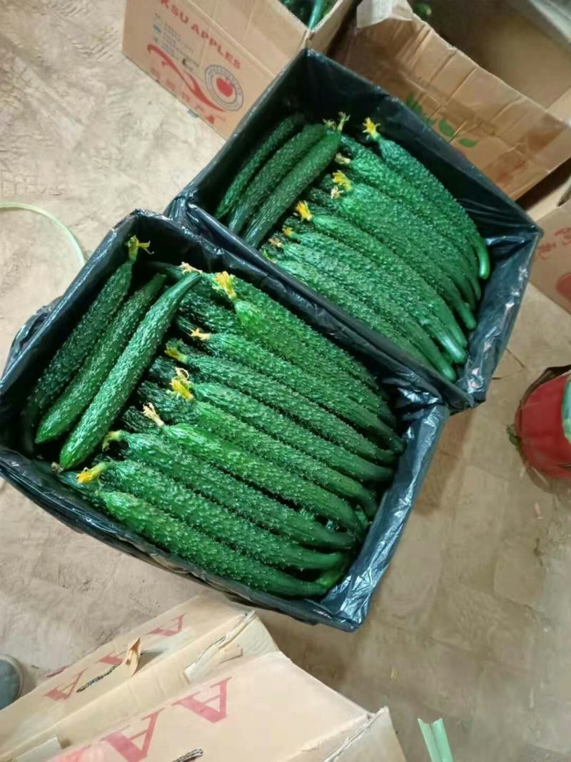 吐鲁番托克逊精品黄瓜