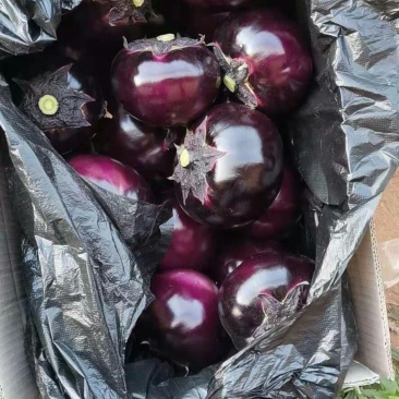 吐鲁番托克逊精品茄子