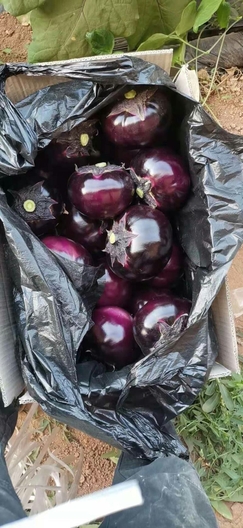 吐鲁番托克逊精品茄子