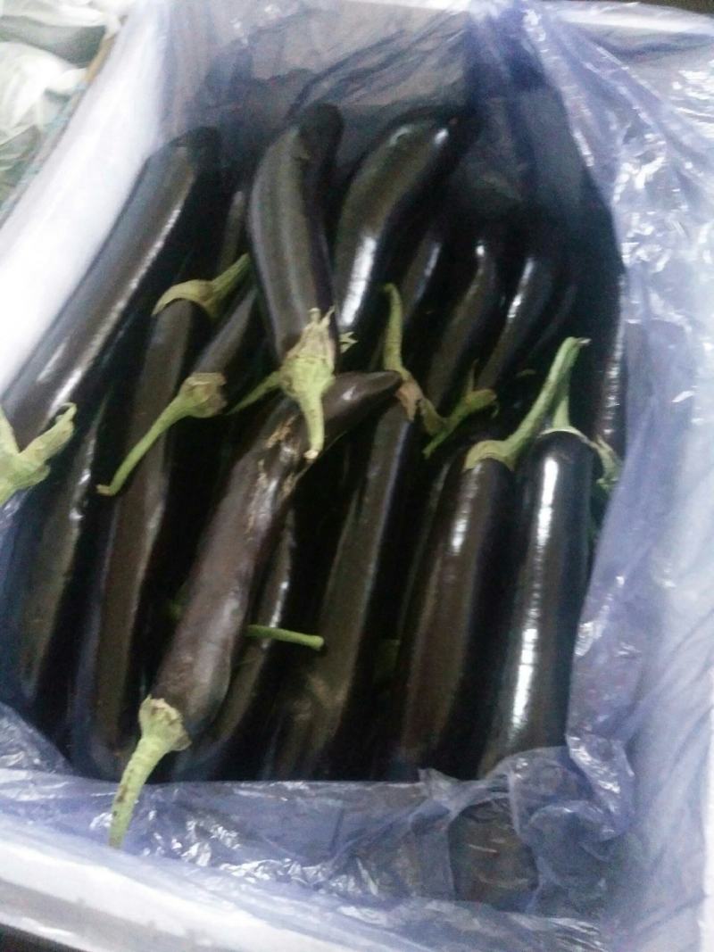 吐鲁番托克逊精品茄子