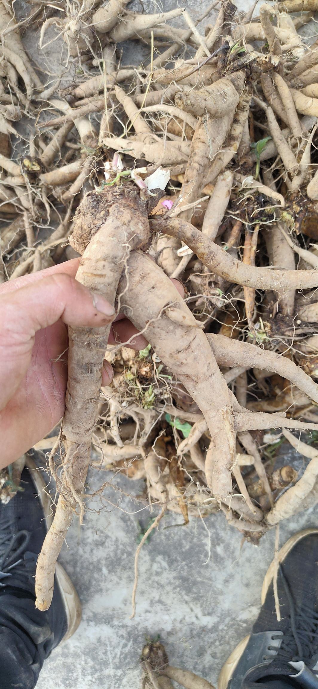 野生菝葜金钢刺金刚藤金刚头马甲头金刚骨铁菱角山