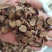 （杭白芍）浙江5年生高含量无硫熏规格齐全