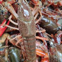 潜江优质鲜活小龙虾，提供《小龙虾报告》，产地直供肉质保满