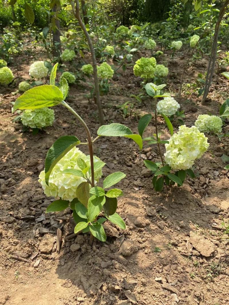 斗球大花斗球中华木绣球麻叶绣球八仙花草本植物多色可选