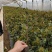红叶石楠工程苗，红叶石楠小盆工程苗，红叶石楠大杯苗现货供