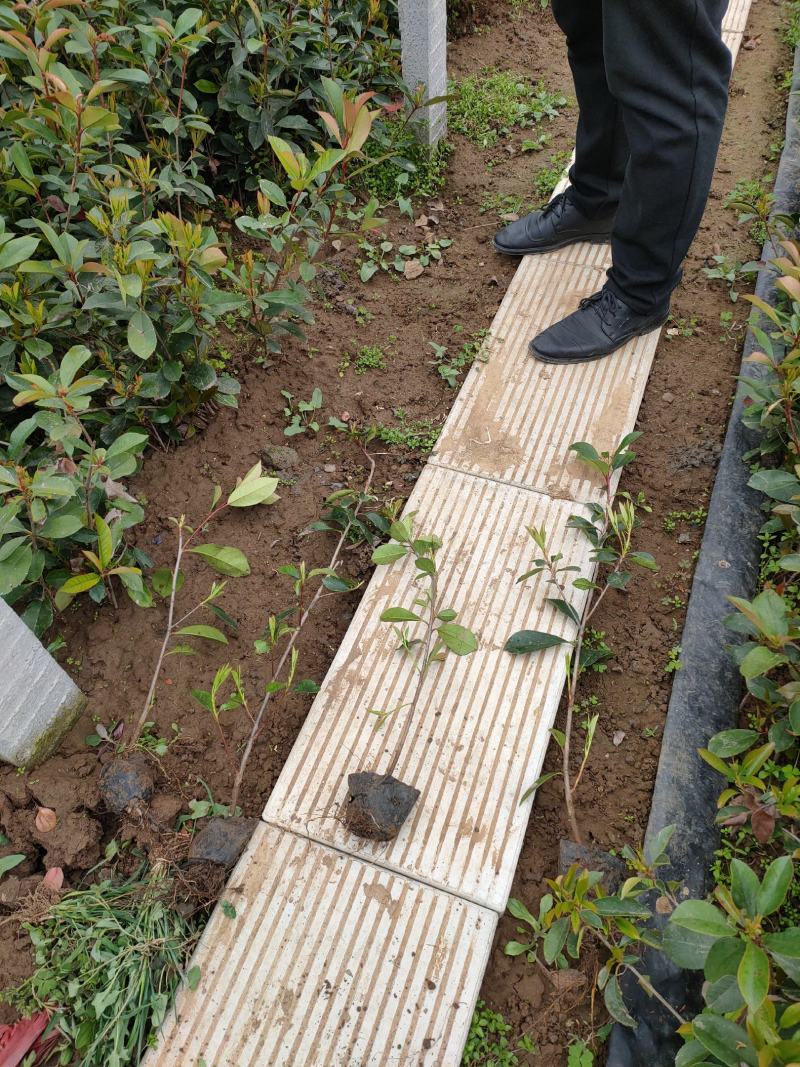 红叶石楠工程苗，红叶石楠小盆工程苗，红叶石楠大杯苗现货供