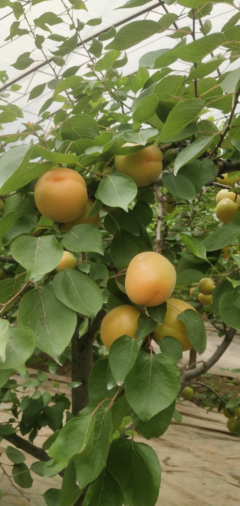 金太阳，大棚金太阳，大量上市，