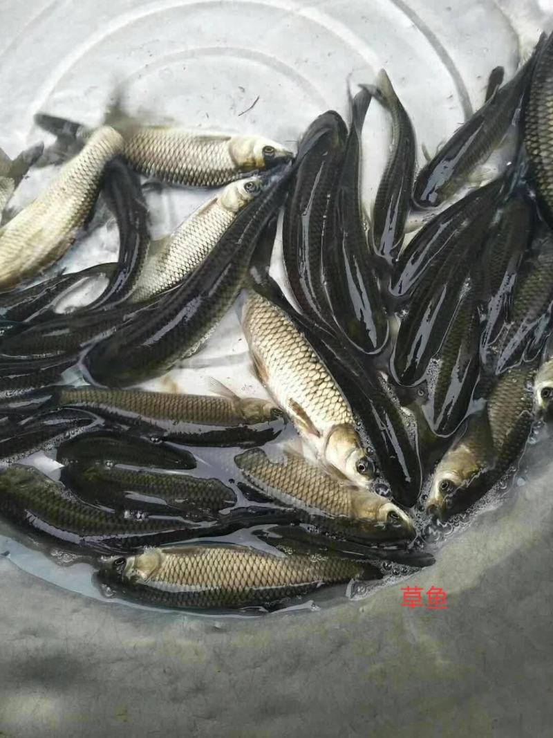 年供应各种高，中，低端优质鱼苗，二十多年繁育经验与技术积