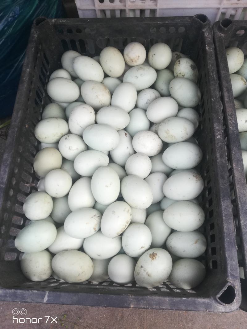 青皮鲜鸭蛋，新鲜干净鸭圈现捡，10盘以上西安市送货