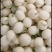 山东莘县红金蜜洋香瓜