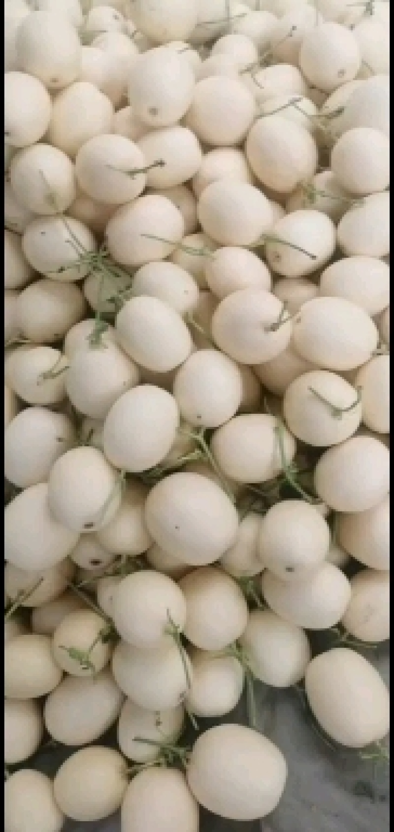 山东莘县红金蜜洋香瓜