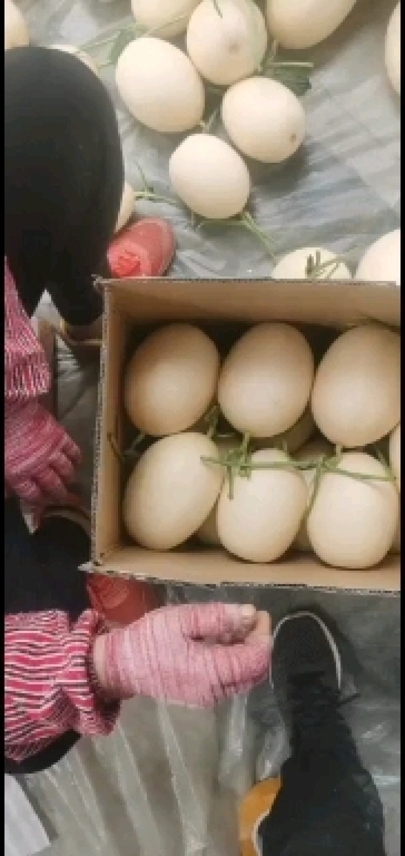 山东莘县红金蜜洋香瓜