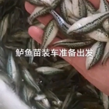 年供应各种高，中，低端优质鱼苗，二十多年繁育经验与技术积