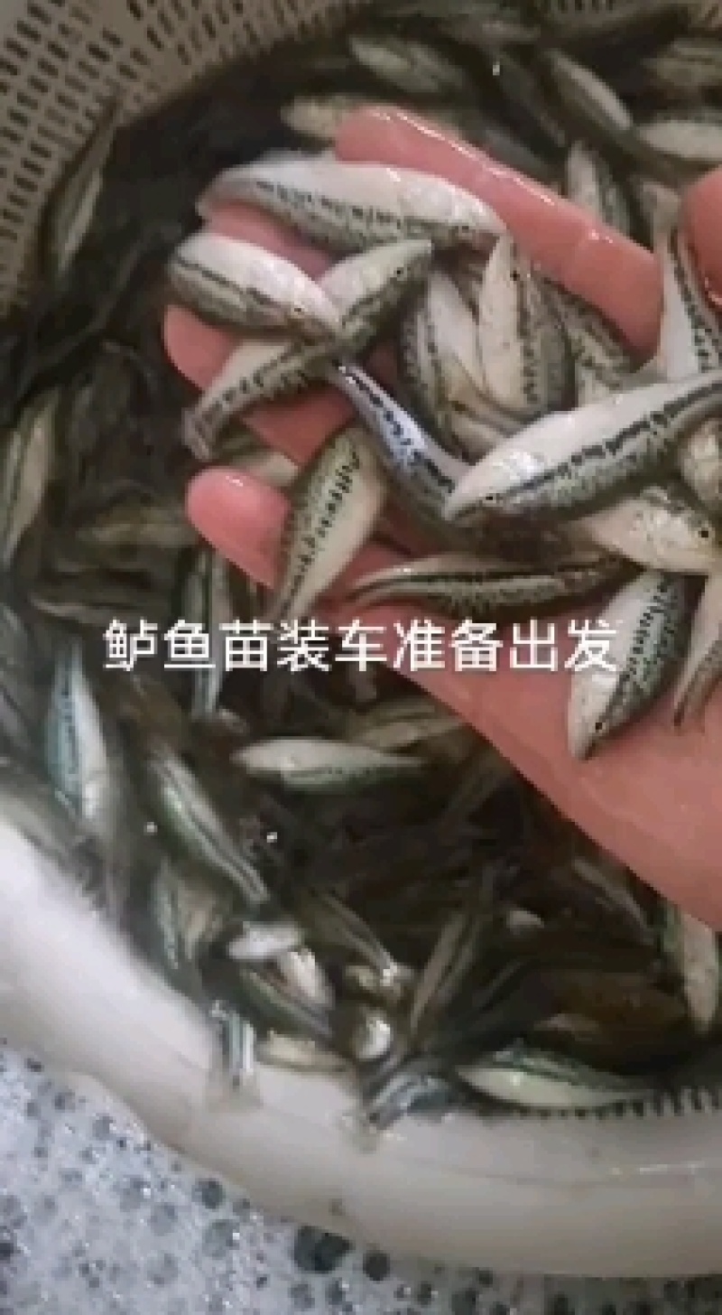 年供应各种高，中，低端优质鱼苗，二十多年繁育经验与技术积