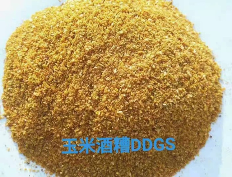厂家直销优质玉米酒糟DDGS营养价值高酒精味浓郁