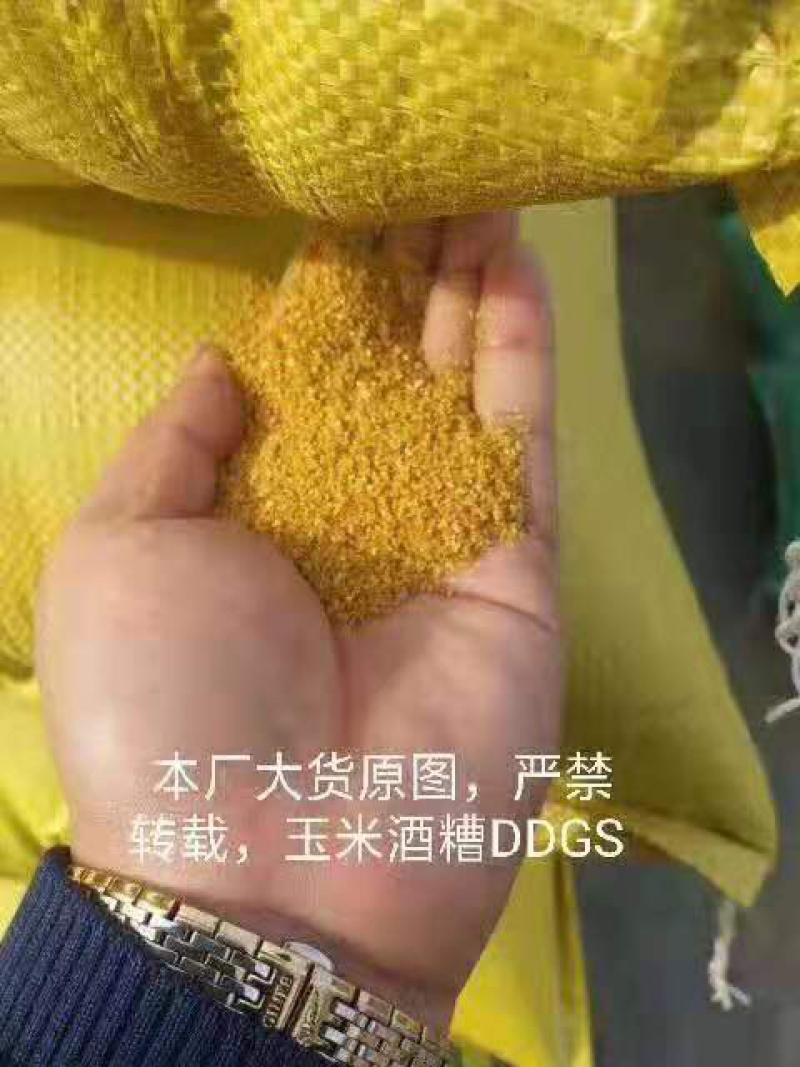 厂家直销优质玉米酒糟DDGS营养价值高酒精味浓郁