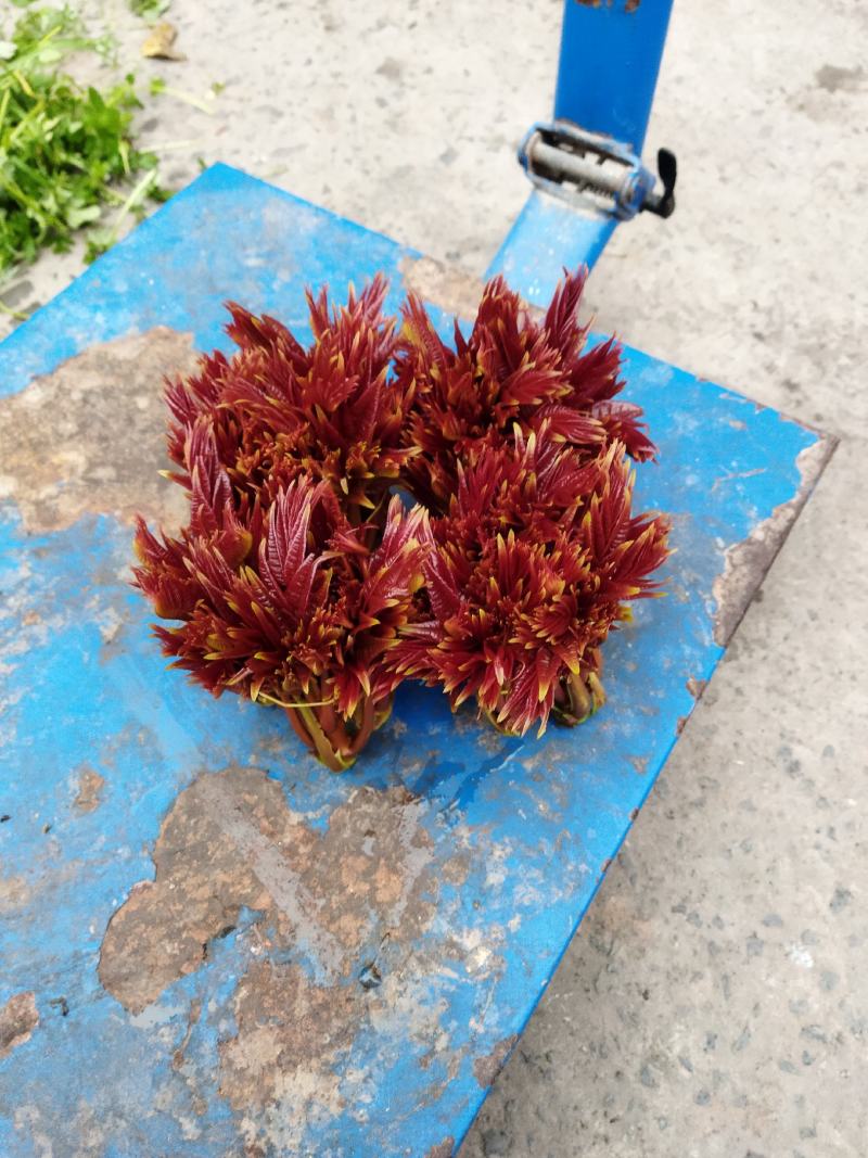 四川省达州市大竹县红芽香椿芽，香椿芽！货源充足，保质保量