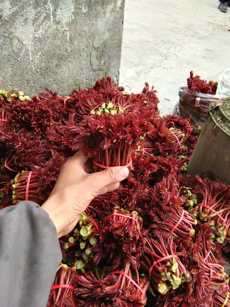 四川省达州市大竹县红芽香椿芽，香椿芽！货源充足，保质保量