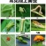 阔达16%甲维茚虫威稻纵卷叶螟吊丝虫青虫高效杀虫剂