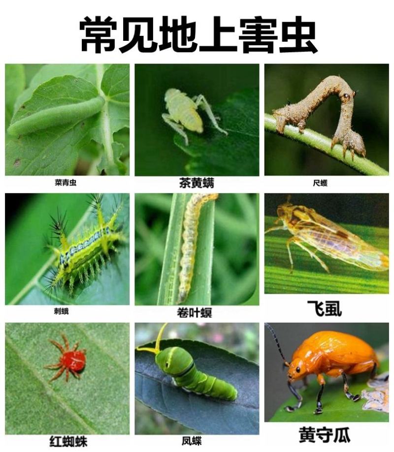 阔达16%甲维茚虫威稻纵卷叶螟吊丝虫青虫高效杀虫剂