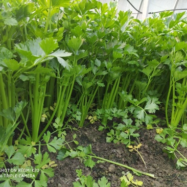 河南永城芹菜大量出货