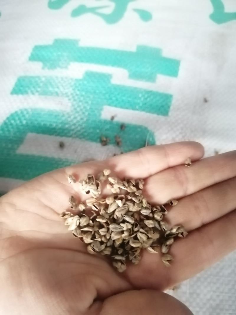 荞麦壳荞麦皮苦荞壳荞麦枕头水洗荞麦枕芯大量现货