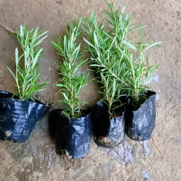 迷迭香永蓝苗圃基地常年大量供应迷迭香种苗