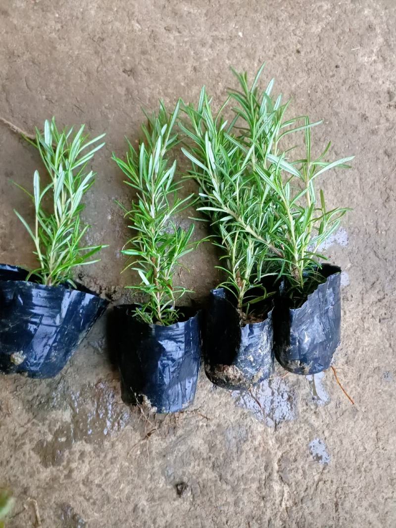 迷迭香永蓝苗圃基地常年大量供应迷迭香种苗