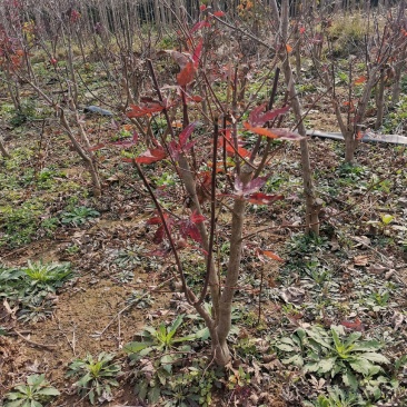 苏北红枫基地三季红丛生